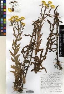 Type specimen at Edinburgh (E). Hilliard, Olive; Burtt, Brian: 14335. Barcode: E00239201.