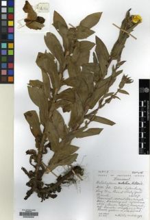Type specimen at Edinburgh (E). Hilliard, Olive; Burtt, Brian: 14364. Barcode: E00239202.