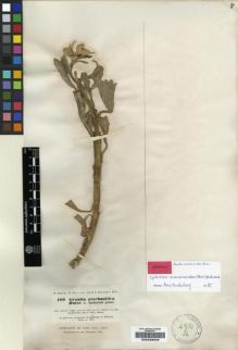 Type specimen at Edinburgh (E). Kotschy, Carl (Karl): 169. Barcode: E00239209.