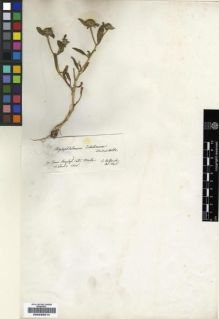Type specimen at Edinburgh (E). Von Heldreich, Theodor: . Barcode: E00239214.