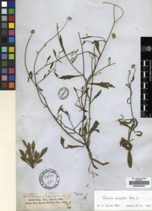 Type specimen at Edinburgh (E). Balfour, Isaac: 600. Barcode: E00239222.