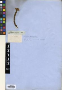 Type specimen at Edinburgh (E). Drège, Jean: . Barcode: E00239229.