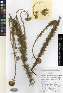 Type specimen at Edinburgh (E). Hilliard, Olive; Burtt, Brian: 7029. Barcode: E00239231.