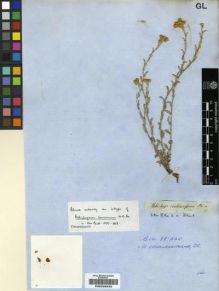 Type specimen at Edinburgh (E). Drège, Jean: . Barcode: E00239233.