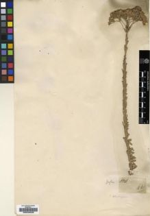 Type specimen at Edinburgh (E). Burke; Zeyher: 886. Barcode: E00239239.
