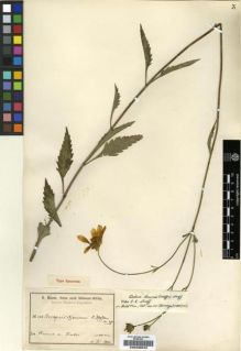 Type specimen at Edinburgh (E). Baum, Hugo: 883. Barcode: E00239240.