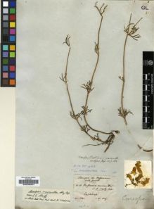 Type specimen at Edinburgh (E). Schimper, Wilhelm: 1236. Barcode: E00239247.