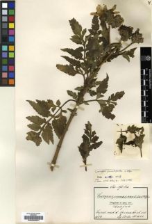 Type specimen at Edinburgh (E). Goetze, W: 1041. Barcode: E00239251.