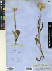 Type specimen at Edinburgh (E). Drège, Jean: . Barcode: E00239258.