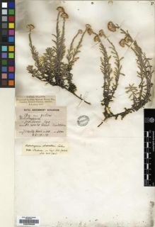 Type specimen at Edinburgh (E). Wood, John: 869/4130. Barcode: E00239260.