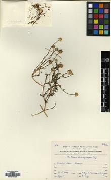Type specimen at Edinburgh (E). Eig, Alexander; Zohary, Michael; Feinbrun, Naomi: . Barcode: E00239266.