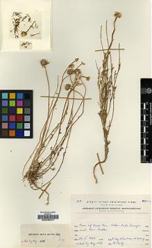 Type specimen at Edinburgh (E). Eig, Alexander; Zohary, Michael; Feinbrun, Naomi: . Barcode: E00239271.
