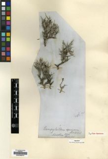 Type specimen at Edinburgh (E). Balfour, Isaac:  101. Barcode: E00239274.