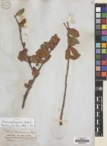 Type specimen at Edinburgh (E). Balfour, Isaac; Cockburn, C.J.; Scott, Alexander: 263. Barcode: E00239277.