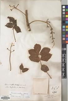Type specimen at Edinburgh (E). Balfour, Isaac; Cockburn, C.J.; Scott, Alexander: 276. Barcode: E00239346.