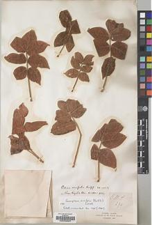 Type specimen at Edinburgh (E). Balfour, Isaac; Cockburn, C.J.; Scott, Alexander: 276. Barcode: E00239347.