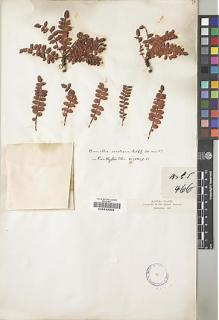 Type specimen at Edinburgh (E). Balfour, Isaac; Cockburn, C.J.; Scott, Alexander: 466. Barcode: E00239350.