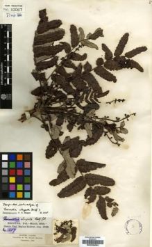 Type specimen at Edinburgh (E). Balfour, Isaac; Cockburn, C.J.; Scott, Alexander: 657. Barcode: E00239351.