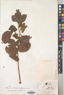 Type specimen at Edinburgh (E). Balfour, Isaac; Cockburn, C.J.; Scott, Alexander: 394. Barcode: E00239356.