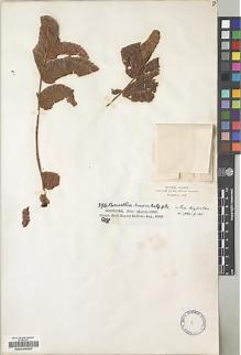 Type specimen at Edinburgh (E). Balfour, Isaac; Cockburn, C.J.; Scott, Alexander: 394. Barcode: E00239357.