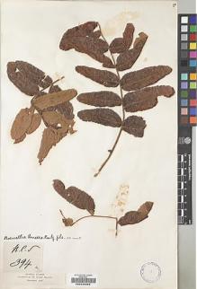 Type specimen at Edinburgh (E). Balfour, Isaac; Cockburn, C.J.; Scott, Alexander: 394. Barcode: E00239358.