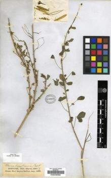 Type specimen at Edinburgh (E). Balfour, Isaac: . Barcode: E00239382.