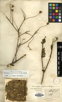 Type specimen at Edinburgh (E). Balfour, Isaac: 578. Barcode: E00239397.