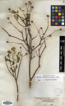 Type specimen at Edinburgh (E). Balfour, Isaac: 578. Barcode: E00239402.