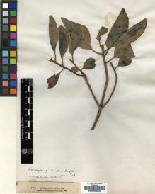 Type specimen at Edinburgh (E). Balfour, Isaac; Cockburn, C.J.; Scott, Alexander: 339. Barcode: E00239403.