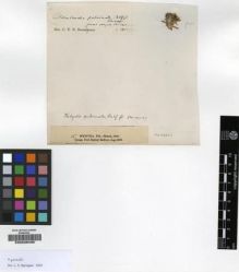 Type specimen at Edinburgh (E). Balfour, Isaac: 15. Barcode: E00239435.