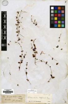 Type specimen at Edinburgh (E). Balfour, Isaac: 313. Barcode: E00239439.