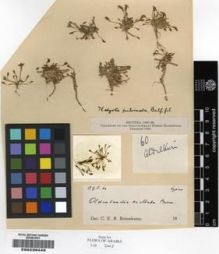 Type specimen at Edinburgh (E). Ogilvie-Grant & Forbes Expedition 1898-99: 60. Barcode: E00239440.