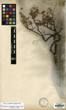 Type specimen at Edinburgh (E). Balfour, Isaac: 216. Barcode: E00239458.