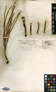 Type specimen at Edinburgh (E). Balfour, Isaac: 207. Barcode: E00239525.