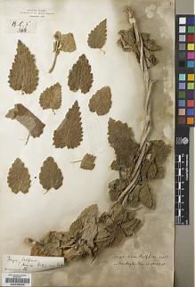 Type specimen at Edinburgh (E). Balfour, Isaac; Cockburn, C.J.; Scott, Alexander: 366. Barcode: E00239529.