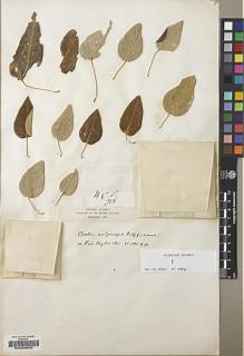 Type specimen at Edinburgh (E). Balfour, Isaac: 318. Barcode: E00239535.