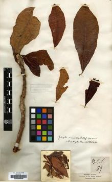 Type specimen at Edinburgh (E). Balfour, Isaac: 89. Barcode: E00239539.
