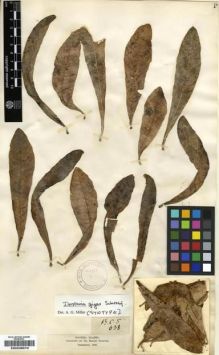 Type specimen at Edinburgh (E). Balfour, Isaac: 638. Barcode: E00239573.
