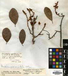 Type specimen at Edinburgh (E). Balfour, Isaac; Cockburn, C.J.; Scott, Alexander: 272. Barcode: E00239577.