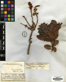 Type specimen at Edinburgh (E). Balfour, Isaac; Cockburn, C.J.; Scott, Alexander: 272. Barcode: E00239578.