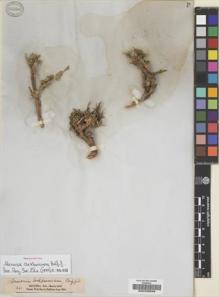 Type specimen at Edinburgh (E). Balfour, Isaac; Cockburn, C.J.; Scott, Alexander: 261. Barcode: E00239599.