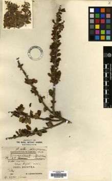 Type specimen at Edinburgh (E). Schweinfurth, George: 528. Barcode: E00239739.