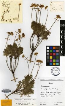 Type specimen at Edinburgh (E). Hilliard, Olive; Burtt, Brian: 7289. Barcode: E00239749.