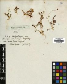 Type specimen at Edinburgh (E). Drège, Jean: . Barcode: E00239752.