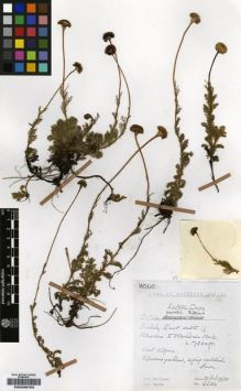 Type specimen at Edinburgh (E). Hilliard, Olive; Burtt, Brian: 6680. Barcode: E00239753.