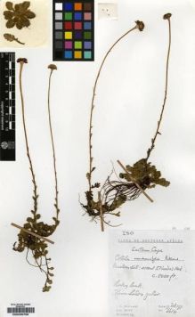 Type specimen at Edinburgh (E). Hilliard, Olive; Burtt, Brian: 6614. Barcode: E00239758.