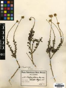 Type specimen at Edinburgh (E). Schlechter, Friedrich: 8753. Barcode: E00239768.