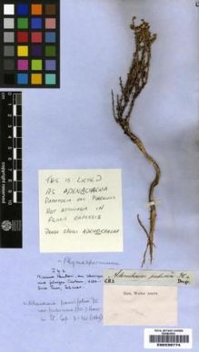 Type specimen at Edinburgh (E). Drège, Jean: . Barcode: E00239774.
