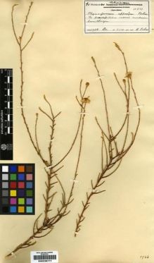 Type specimen at Edinburgh (E). Bolus, Harry: 11511. Barcode: E00239777.