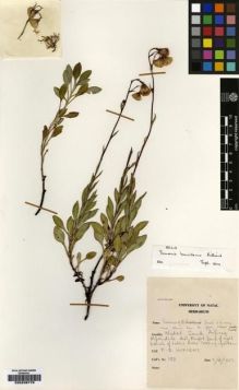 Type specimen at Edinburgh (E). Wright, Felix: 189. Barcode: E00239779.